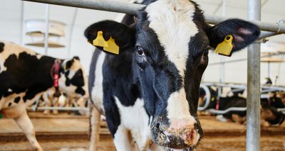 Ceva to host webinar on bovine respiratory disease